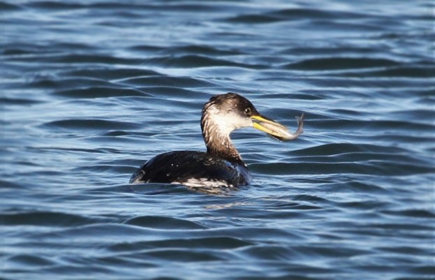 Red-necked Grebe, Pitsford Res, 29th December 2015 (Alan Coles)