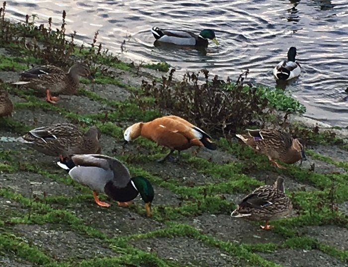 Ruddy Shelduck, Sywell CP, 20th December 2015 (Charlie Bridgeford)