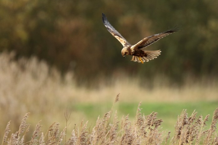 Second calendar year male Marsh Harrier, Summer Leys LNR, 28th November 2015 (Mark Tyrrell)