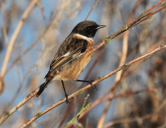 Stonechat, Pitsford Res, 29th December 2015 (Alan Coles)