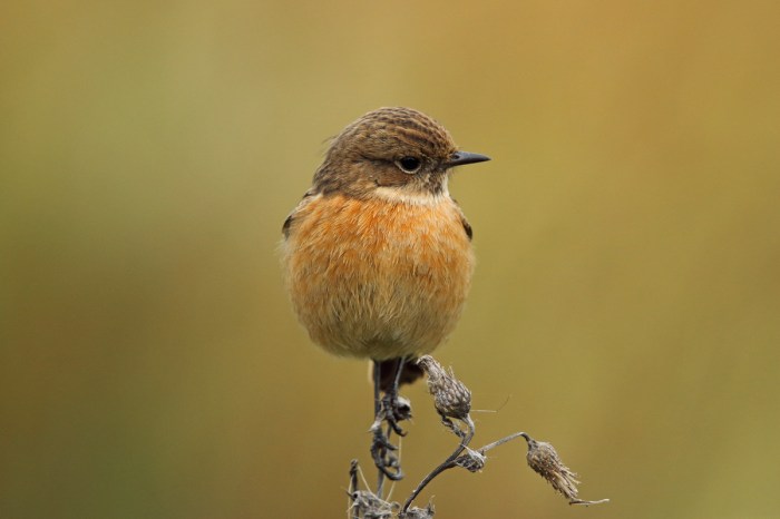 Stonechat, Summer Leys LNR, 28th November 2015 (Mark Tyrrell)