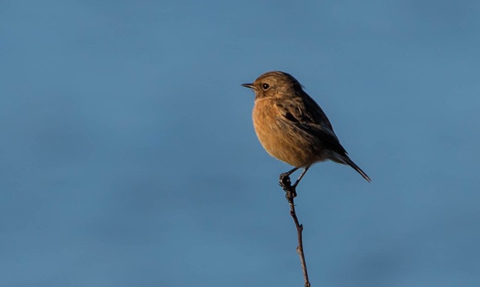 Stonechat, Summer Leys LNR, 29th December 2015 (Martin Swannell)