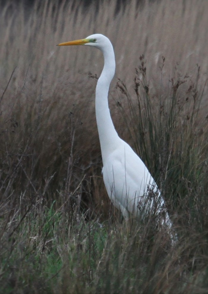 Great White Egret, Summer Leys LNR, 10th January 2016 (Alan Coles)