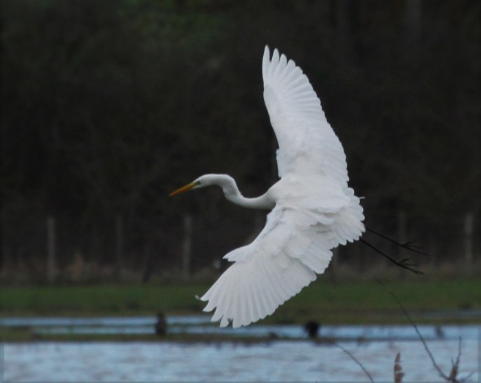 Great White Egret, Summer Leys LNR, 10th January 2016 (Alan Coles)