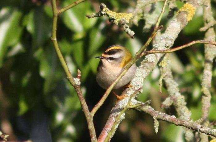 Firecrest, Brixworth, 8th January 2016 (Bob Bullock)