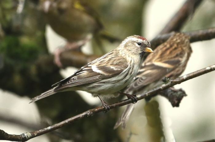  Mealy Redpoll, East Hunsbury, Northampton, 7th January 2016 (Bob Bullock)