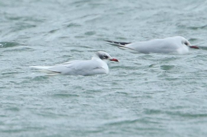 Adult Mediterranean Gull, Ravensthorpe Res, 26th January 2016 (Bob Bullock)