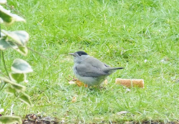 Central European Blackcap, Barton Seagrave, 20th January 2016 (Geof Douglas)