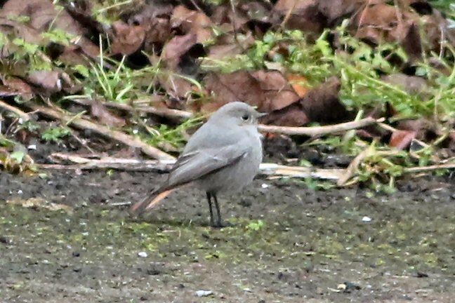 Black Redstart, Northampton, 13th February 2016 (Bob Bullock)