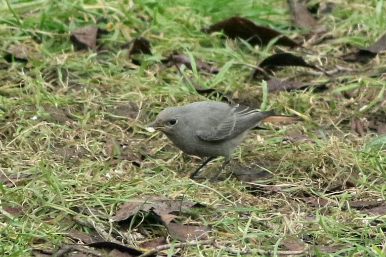 Black Redstart, Northampton, 13th February 2016 (Bob Bullock)