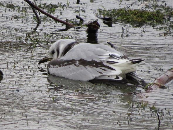 First-winter Kittiwake, Pitsford Res, 1st February 2016 (Alan Francis)