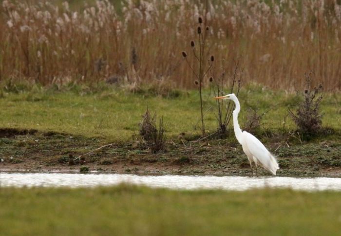 Great white Egret, Thrapston GP, 21st February 2016 (Mark Tyrrell)