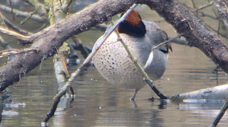 Green-winged Teal, Daventry CP, 12th February 2016 (Mike Alibone)