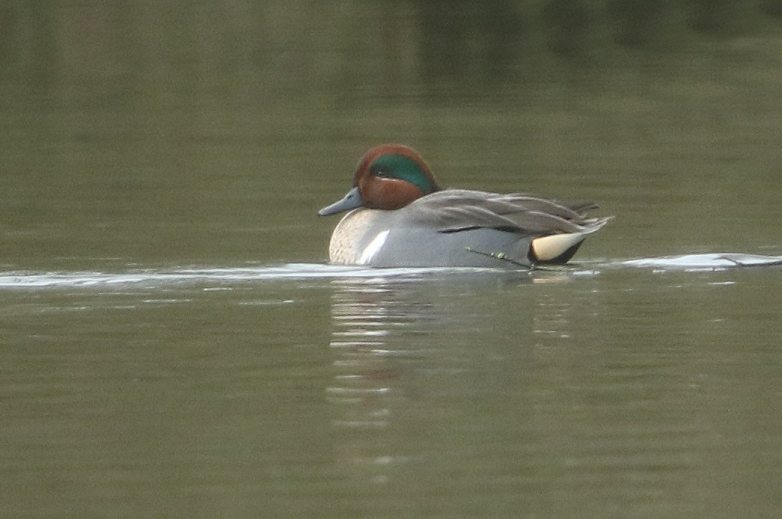 Green-winged Teal, Daventry CP, 3rd February 2016 (Bob Bullock)
