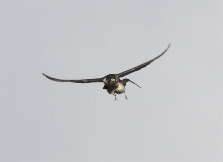 Peregrine with Golden Plover, Summer Leys, 2nd February 2016 (Alan Coles)