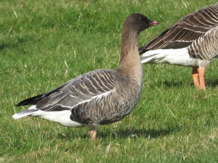 Pink-footed Goose, Summer Leys LNR, 14th February 2016 (Douglas Goddard)
