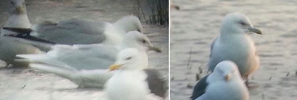 Adult Iceland Gull, Stanwick GP, 16th March 2016 (Steve Fisher)