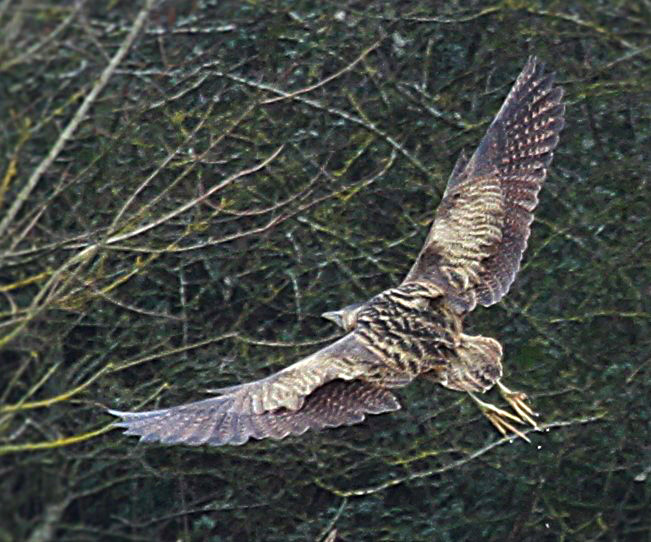 Bittern, Summer Leys LNR, 28th February 2016 (Alan Coles)