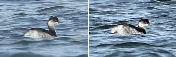 Black-necked Grebe, Clifford Hill GP, 28th February 2016 (Bob Bullock)
