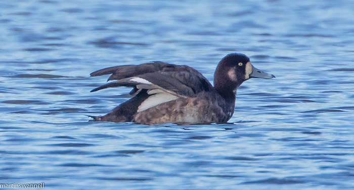 Female Scaup, Summer Leys LNR, 6th March 2016 (Martin Swannell)
