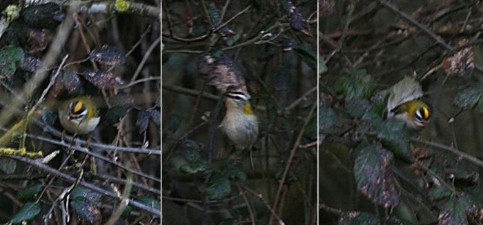 Firecrest, Stanwick GP, 3rd March 2016 (Steve Fisher)