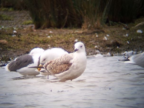 First-winter Caspian Gull, Stanwick GP, 28th February 2016 (Dan Watson)