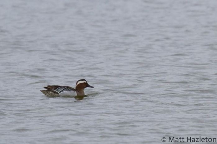 Garganey, Summer Leys LNR, 20th March 2016 (Matt Hazleton)