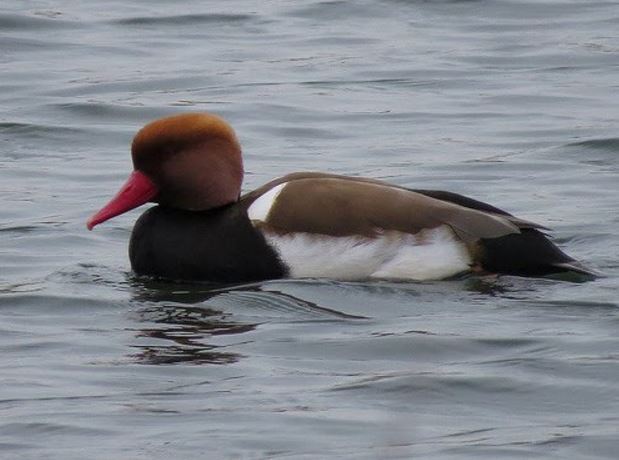 Red-crested Pochard, Sywell CP, 24th March 2016 (Alan Francis)