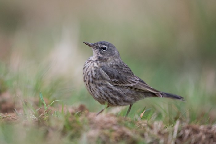 Rock Pipit, Pitsford Reservoir, 19th March 2016 (Angus Molyneux)