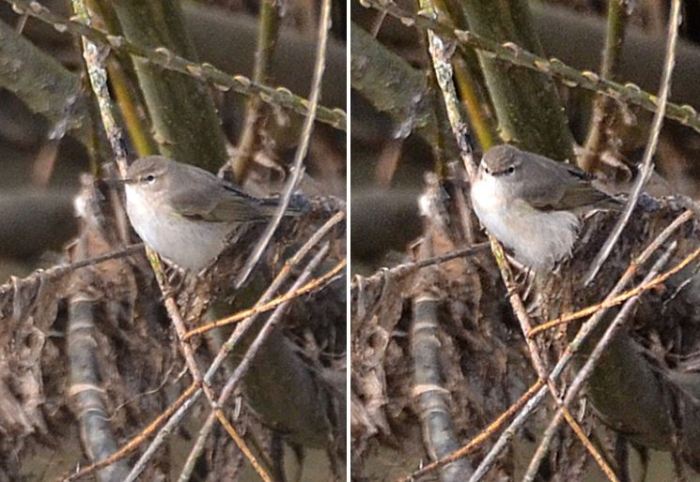 Siberian Chiffchaff, Earls Barton GP, 5th March 2016 (Stuart Mundy)