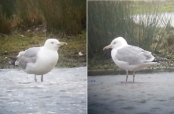 Third-winter Caspian Gull, Stanwick GP, 7th and 8th March 2016 (Steve Fisher)