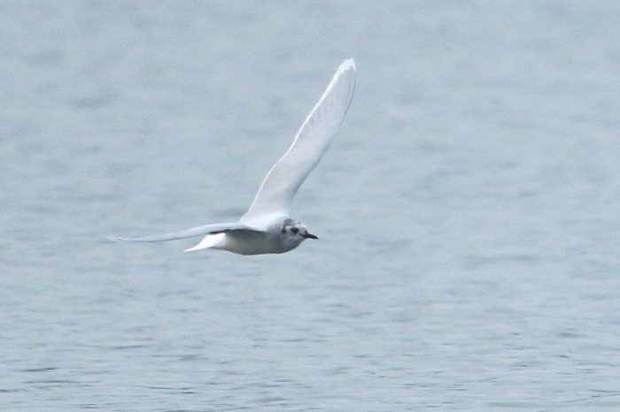 Little Gull, Sywell CP, 3rd April 2016 (Bob Bullock)