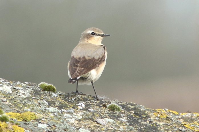 Northern Wheatear, Harrington AF, 4th April 2016 (Bob Bullock)