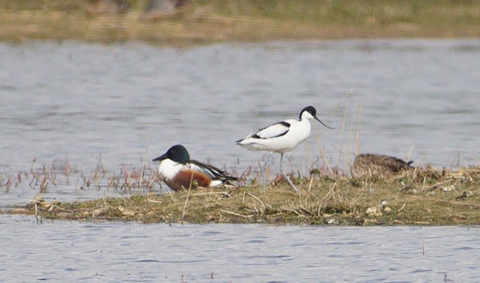 Avocet, Summer Leys LNR, 3rd April 2016 (Tony Vials)