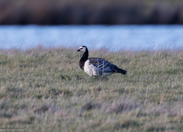 Barnacle Goose, Clifford Hill GP, 28th March 2016 (Martin Swannell)