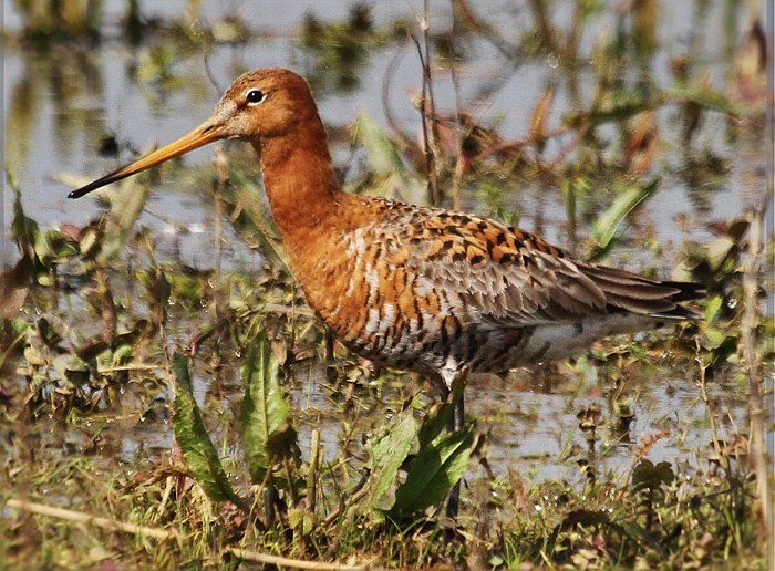 Black-tailed Godwit, Summer Leys, 8th April 2016 (Alan Coles)