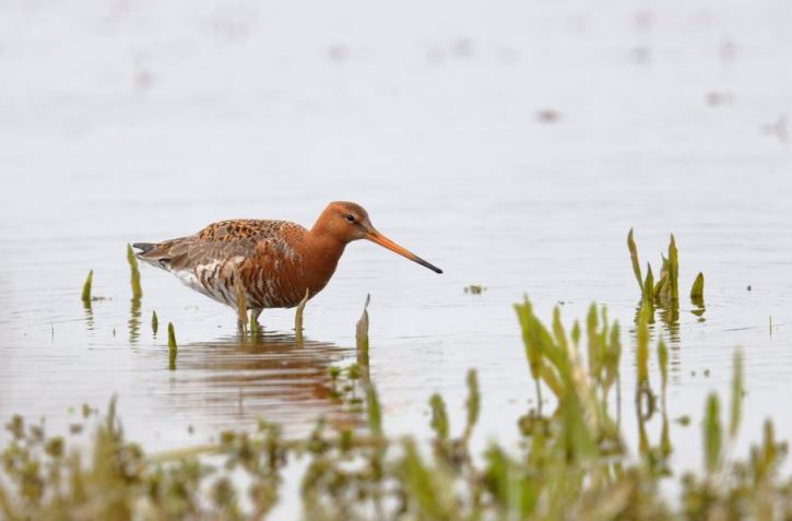 Black-tailed Godwit, Summer Leys LNR, 11th April 2016 (Mark Tyrrell)