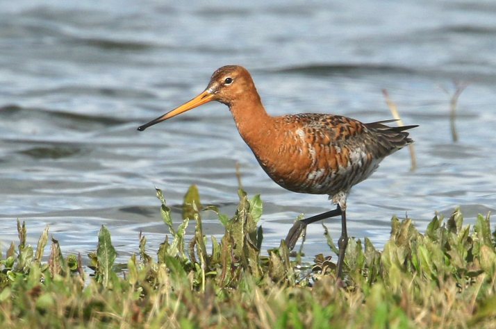 Black-tailed Godwit, Summer Leys LNR, 9th April 2016 (Bob Bullock)
