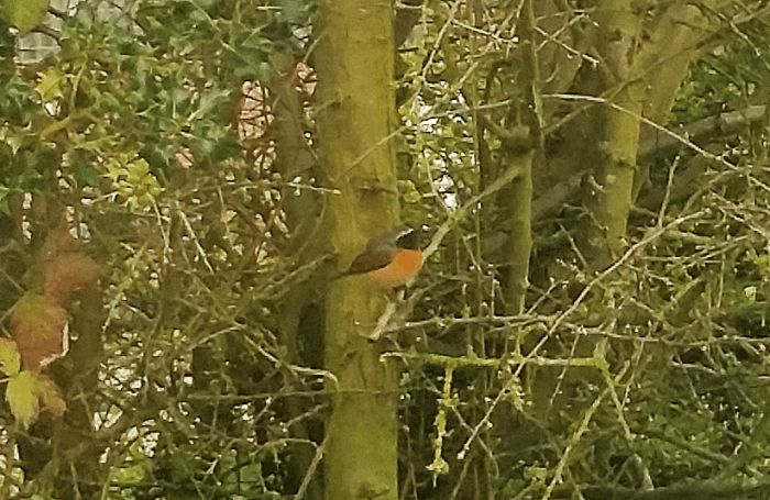 Common Redstart, Brackley, 21st April 2016 (Gary Mears)
