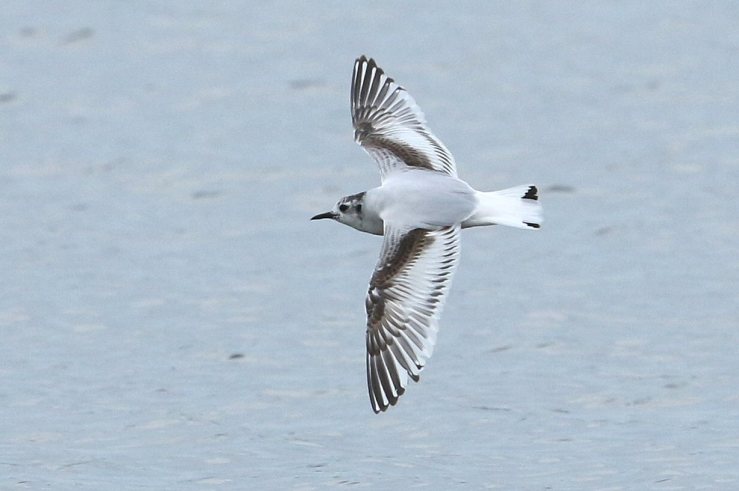 First-summer Little Gull, Earls Barton GP, 12th April 2016 (Bob Bullock)
