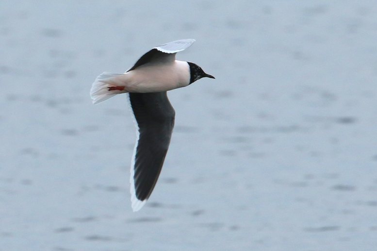 Little Gull, Earls Barton GP, 12th April 2016 (Bob Bullock)