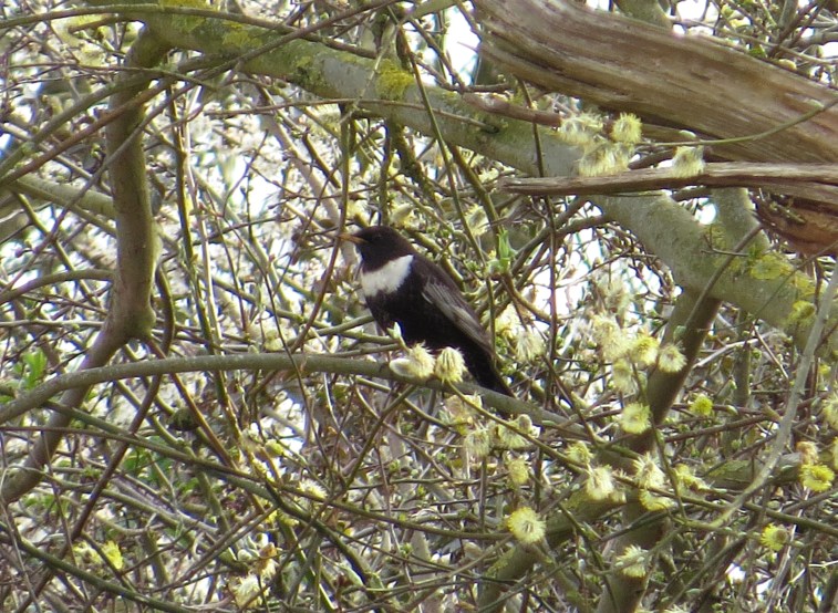 Ring Ouzel, Harrington AF, 12th April 2016 (Cathy Ryden)