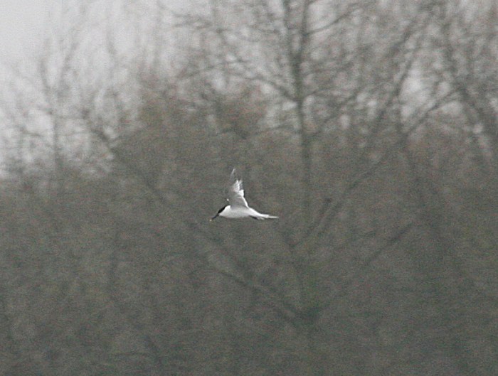 Sandwich Tern, Stanwick GP, 4th April 2016 (Steve Fisher) 