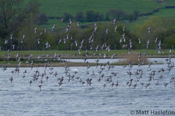 Black-tailed Godwits, Summer Leys LNR, 27th April 2016 (Matt Hazleton). Part of a gathering of some 325 individuals.