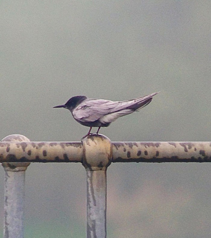 Black Tern, Stanford Res, 11th May 2016 (Chris Hubbard)