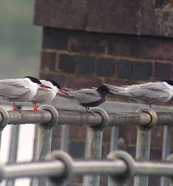 Black Tern, Stanford Res, 11th May 2016 (Chris Hubbard)