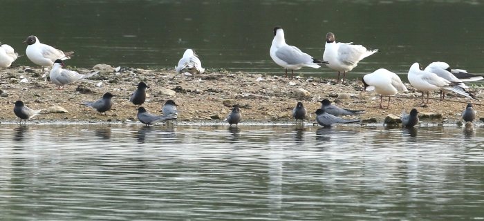 Black Terns, Stanwick GP, 6th May 2016 (Bob Bullock)