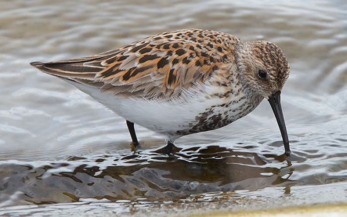 Dunlin, Pitsford Res, 27th April 2016 (John Nicholls)