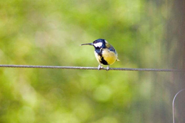 Great Tit with deformed bill, Brampton Ash, 14 May 2016 (James Singlehurst)