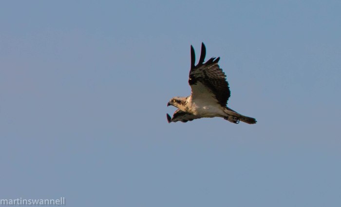 Osprey, Hollowell Res, 24th May 2016 (Martin Swannell)